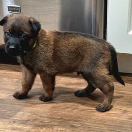 Happy - Fawn male Belgian Malinois puppy in Signal Mountain, Tennessee from Torgun Police Dogs