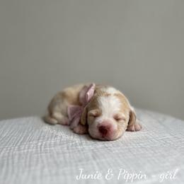 Misty - Caramel female Australian Labradoodle puppy in Belding, Michigan from Rutu Australian Labradoodles