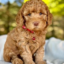 Red - Red  male Goldendoodle puppy in Hesperia, Michigan from Red Acres Poodles & Doodles