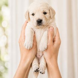Wilmington- (Will) - Golden male Double Doodle puppy in Whitsett, North Carolina from Rock Creek Doodles