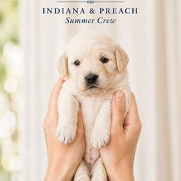 Wilmington- (Will) - Golden male Double Doodle puppy in Whitsett, North Carolina from Rock Creek Doodles