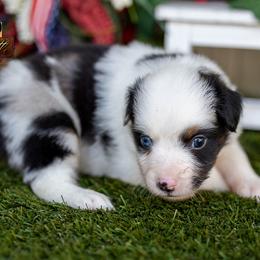 Duke - Blue merle male Miniature American Shepherd puppy in Granbury, Texas from Best Little Aussies