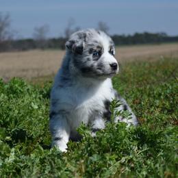 Ash - Blue merle female Australian Shepherd puppy in Lyons, Georgia from Canyon South Aussies