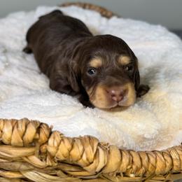 Toffee (Mint) - Chocolate and cream female Dachshund puppy in Cherry Valley, California from Sugar and Spice Dachshunds