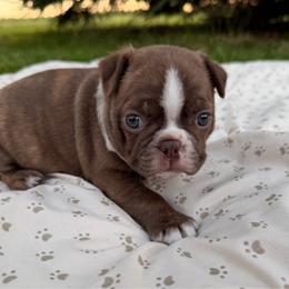 Birch - Girl 1 - Red female Boston Terrier puppy in Charlotte, Michigan from Blue Diamond Danes