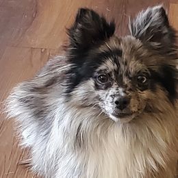 Pomeranians from Katie's Puffy Wuffies