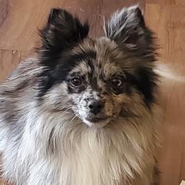 Pomeranians from Katie's Puffy Wuffies