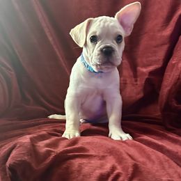 Boy 1 - Cream French Bulldog puppy in Paducah, Kentucky from Frenchies of Mann