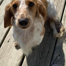 Spur - Dachshund