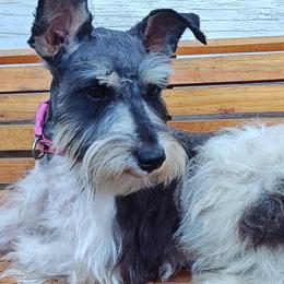 Miniature Schnauzers from Michael's Minis