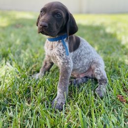 German Shorthaired Pointer Puppies from Silver Mountain Pointers