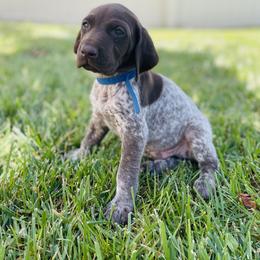 German Shorthaired Pointer Puppies from Silver Mountain Pointers