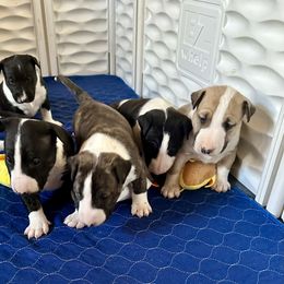 Bull Terrier Puppies from Lynn Hill Bull Terriers