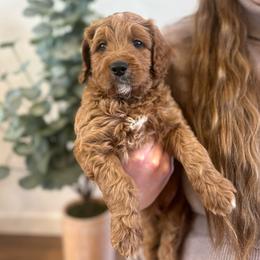 Chestnut - Red  male Goldendoodle puppy in Indianapolis, Indiana from Indy Doodle Co.