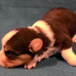 Bacon - Black and white male Cardigan Welsh Corgi puppy in Larsen, Wisconsin from Pondside Kennels