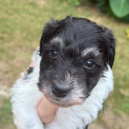 Gracie Mini ESA therapy - Parti female Schnoodle puppy in Temple, Texas from Schnauzers Of Taylor