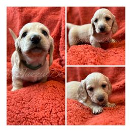 Dachshund Puppies from McJazzin Doxies
