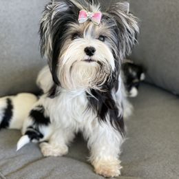 Biewer Terrier and Yorkshire Terrier Puppies from York Town California