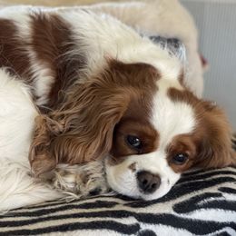 Wyatt - Cavalier King Charles Spaniel