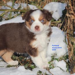 Aurora, blue eyes - Red tri-color female Miniature American Shepherd puppy in Hillsdale, Michigan from Faithwalk Aussies and Mini American Shepherds