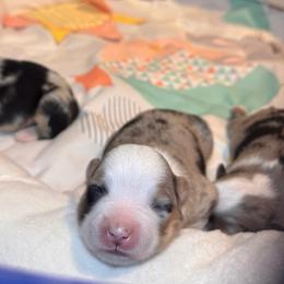 Puppy 2 - Blue merle female Miniature Australian Shepherd puppy in Massapequa, New York from All That Auss Mini Aussies