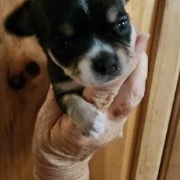 Joey - Black and white male Chihuahua puppy in Nc, Florida from Brusseluv2