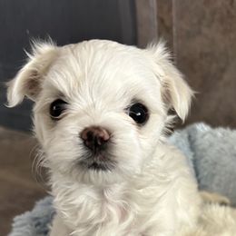 Maltese Puppies from Chinadoll Maltese