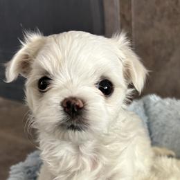 Maltese Puppies from Chinadoll Maltese