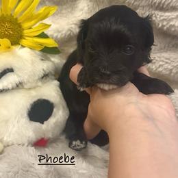 Phoebe - Black & white female Maltipoo puppy in Traverse City, Michigan from Riyem Wildflower Farms