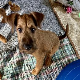 Girl - Red female Irish Terrier puppy in Sequim, Washington from Red Branch Irish Terriers