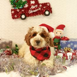 Emerald - Parti male Goldendoodle puppy in Pendleton, Oregon from Blushing Doodles