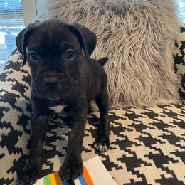 Girl 2 - Black brindle Cane Corso puppy in Granbury, Texas from Revolutions Kennel