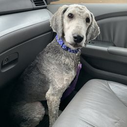 Cash - Poodle