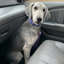 Cash - Poodle