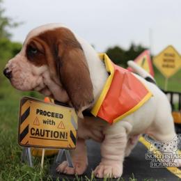 Crown-Royal - Black brown and white male Basset Hound puppy in Pollock, Missouri from Northstar
