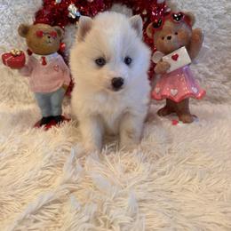Scarlett - White female Pomsky puppy in Bucyrus, Missouri from Hill Top Pomskies