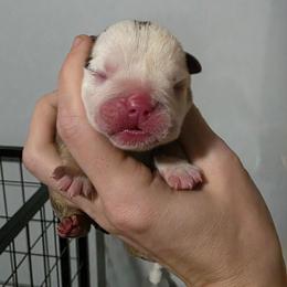 Female 6 - Chocolate tri-color female Bulldog puppy in Warsaw, New York from Hillview Kennels
