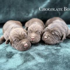 2nd Pick Chocolate Boy - Chocolate male Australian Labradoodle puppy in Hartshorne, Oklahoma from Jena Edmond