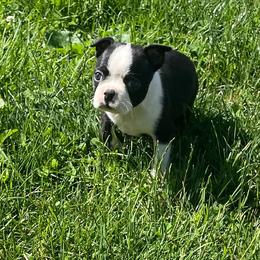 Katie - Black brindle and white female Boston Terrier puppy in Fillmore, Illinois from Wind Hill Puppies