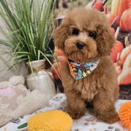 AKC - Faris - Red  male Poodle puppy in Lebanon, Missouri from Leerose Puppies