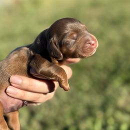 CKC Chocolate based red LONGHAIR - Chocolate male Dachshund puppy in Anderson, California from Golden Paws Dachshunds