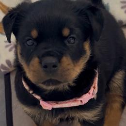 Pink collar - Black and mahogany female Rottweiler puppy in Birmingham, Alabama from K&B Rotts
