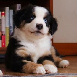Jolly - Black tri male Miniature Australian Shepherd puppy in Philpot, Kentucky from Miller Hill Mini American Shepherds and Mini Australian Shepherds