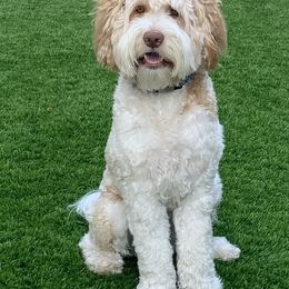 Goose - Goldendoodle