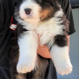 Australian Shepherd Puppies from NorthRidge Australian Shepherds