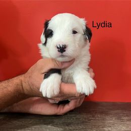 Lydia - Gray and white female Old English Sheepdog puppy in Carthage, Illinois from Rainbow Acres Old English Sheepdogs