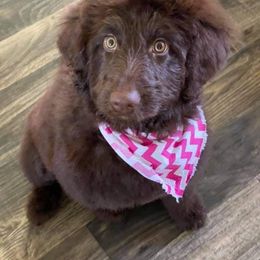 Labradoodle Puppies from 101 Labradoodles