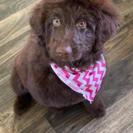 Labradoodle Puppies from 101 Labradoodles
