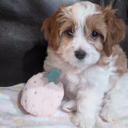 Dua - Blenheim female Cavapoo puppy in Newport, North Carolina from Crystal Coast Cavapoodles