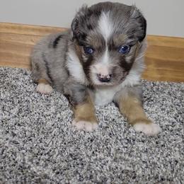 Feldspar - Blue merle male Miniature Australian Shepherd puppy in Sunbury, Pennsylvania from Elemental Mini Aussies